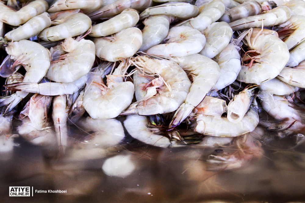 صادرات ۱۵۰ میلیون دلاری میگوی پرورشی در سال جاری