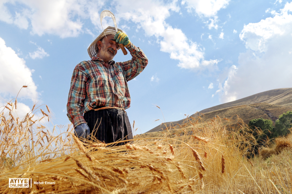نسبت اشتغال بیش از ۴۰ درصد در بین روستاییان