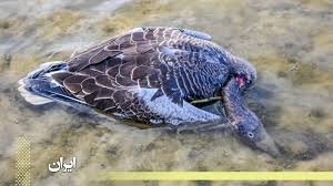 شناسایی کانون آلوده آنفلوانزا در مازندران 
