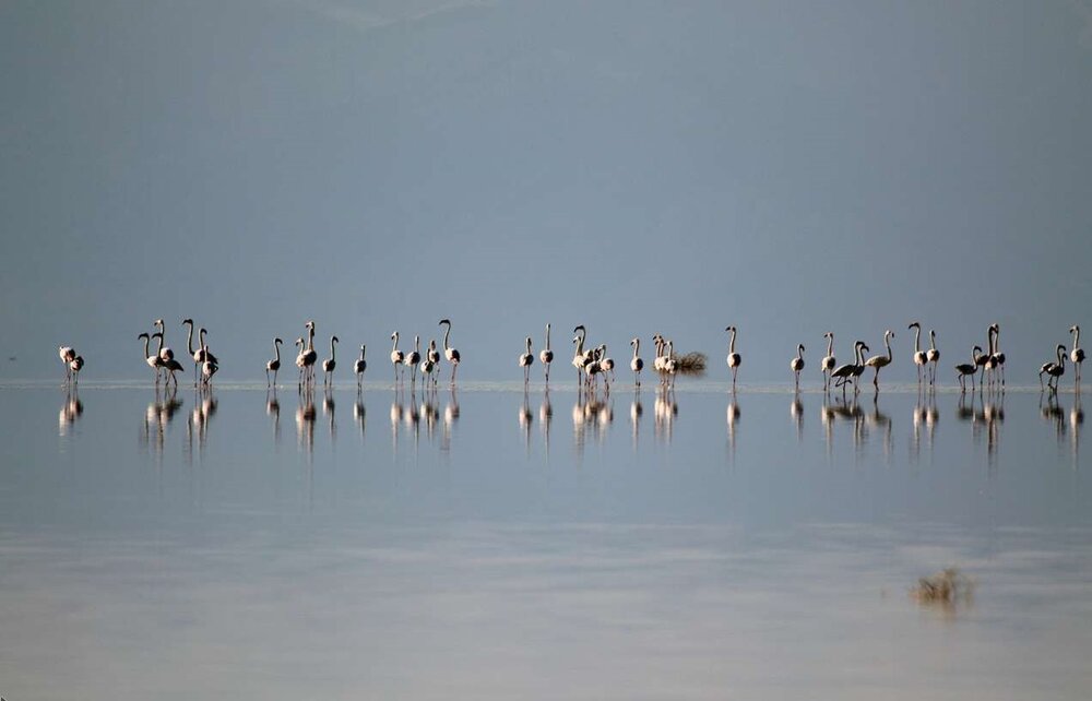 پسروی آب خزر موجب کاهش ۷۰درصدی پرندگان مهاجر شده است
