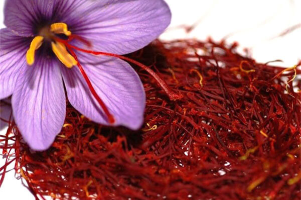 توسعه کشت گیاه زعفران در شهرستان هشترود
