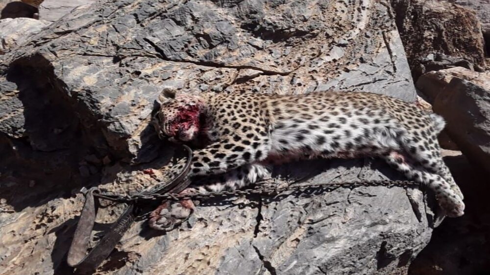 پلنگ زنده گیری شده در شهر ماهان تلف شد
