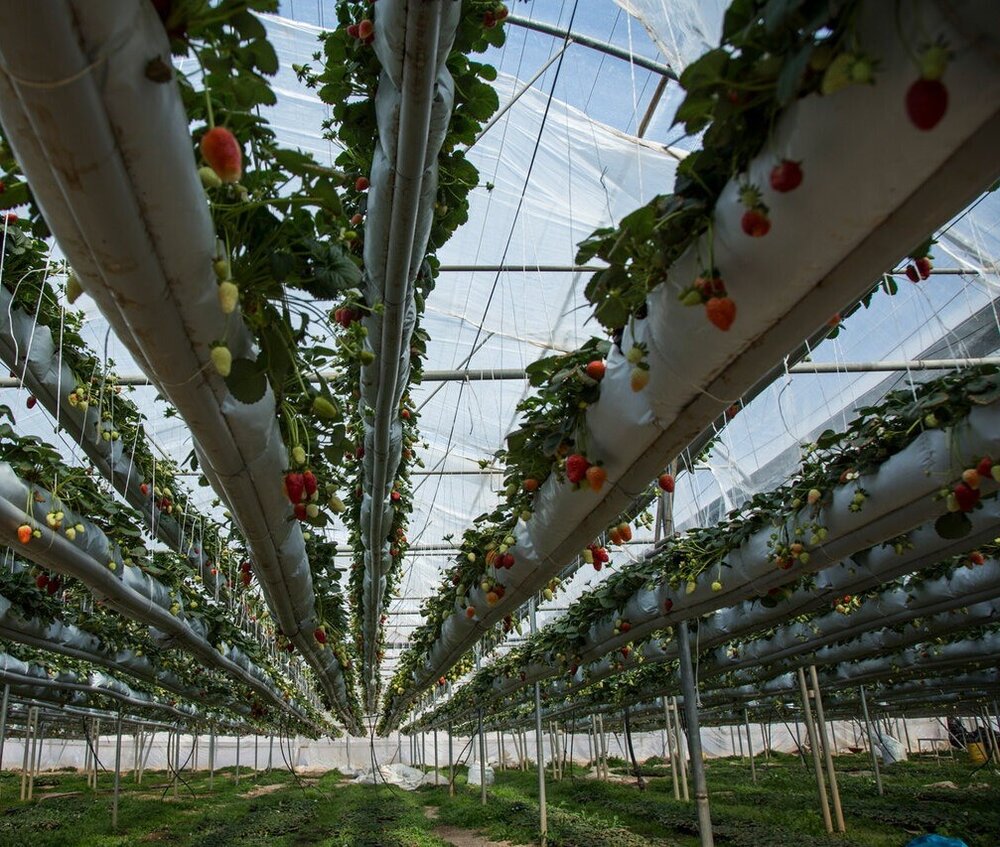 فقط ۶ درصد شرکت‌های دانش بنیان در بخش کشاورزی فعالند