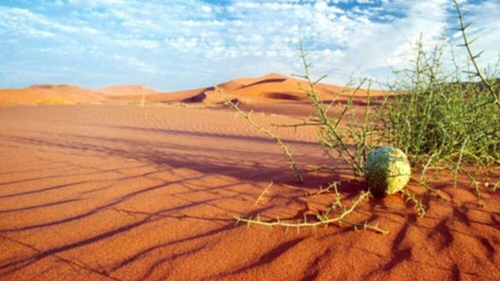 تهیه نقشه‌های مدیریت‌پذیری خاک با هدف تعیین الگوی کشت در ۷ استان