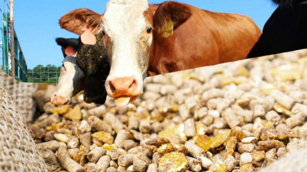 واردات ۴۰۰ هزار تن نهاده دامی به کشور از بندرامام
