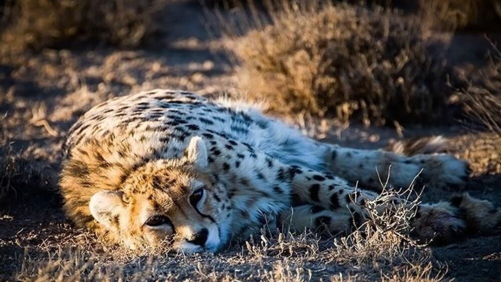 احتمال اختصاص ۵۰۰ میلیارد تومان برای جبران خسارات حملات حیات وحش