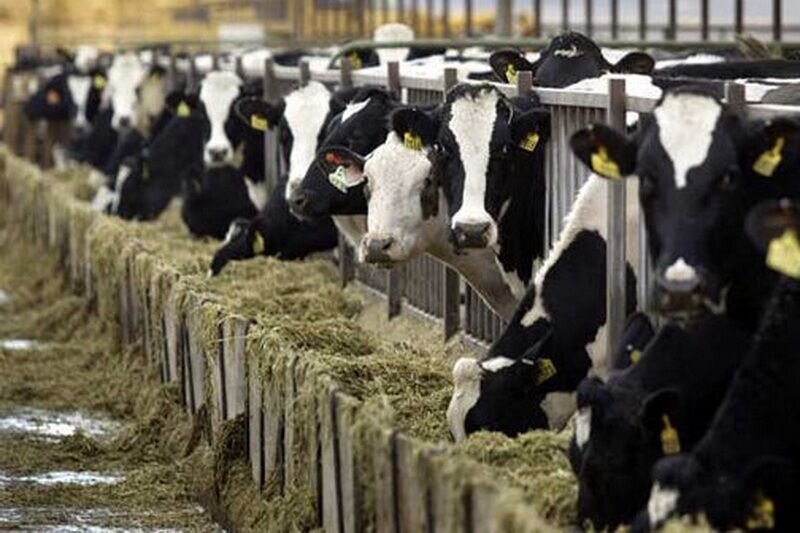 دستیابی محققان کشور به نسل جدید فرمولاسیون مکمل ضد اسهال دام