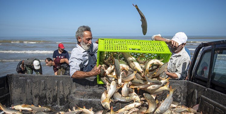 ۴۱۳ تن محصولات شیلاتی از آذربایجان‌شرقی صادر شد
