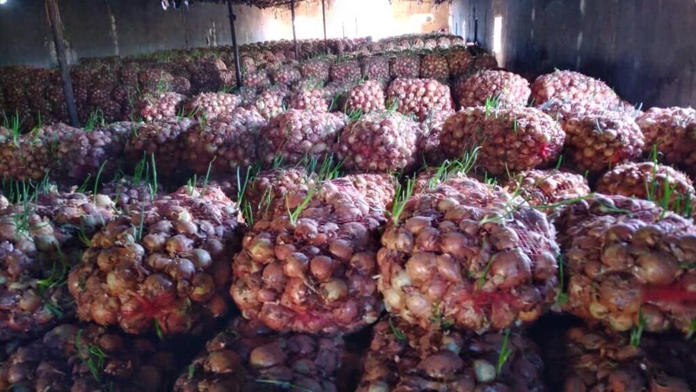 هند به دنبال واردات فلفل و پیاز از هرمزگان است
