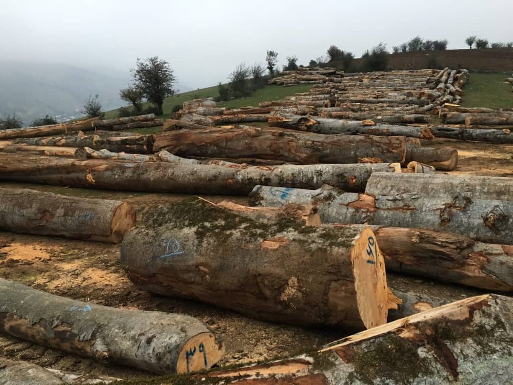 رهبران بیش از ۱۰۰ کشور جهان متعهد به توقف جنگل‌زدایی تا سال ۲۰۳۰ شدند