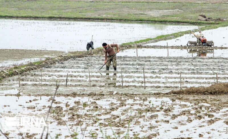 زمینه‌سازی کشت گسترده شلتوک برنج برای یک تنش آبی جدید