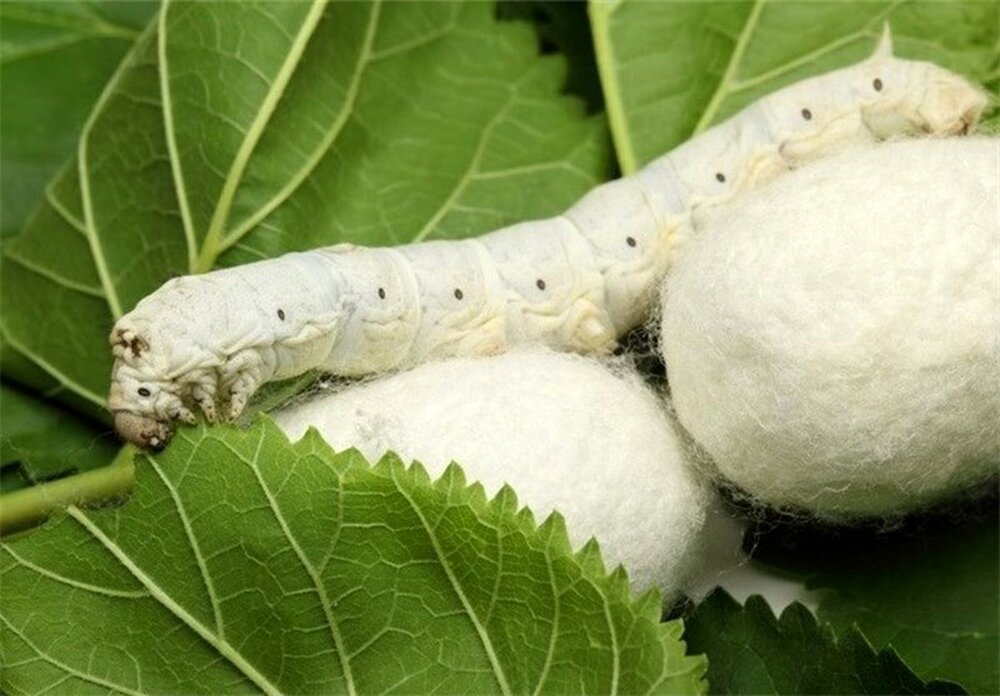 تولید پیله ابریشم در مدار اقتصادی قرار گرفت