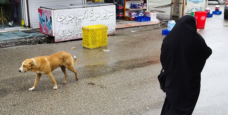 سگ‌های ولگرد در بیرجند ظرف یک ماه ساماندهی شوند
