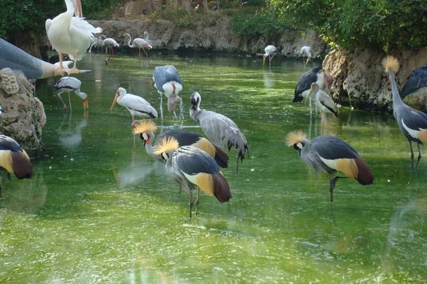 باغ پرندگان قم از ۹ آذرماه بازگشایی خواهد شد
