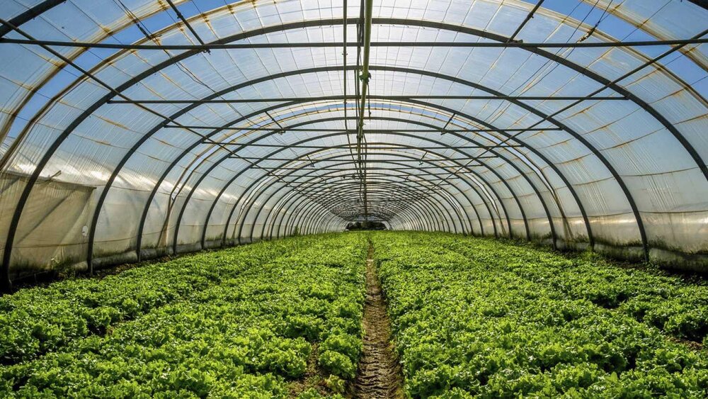 کاهش ۷۰ درصدی کشت گلخانه‌ای در کرمانشاه
