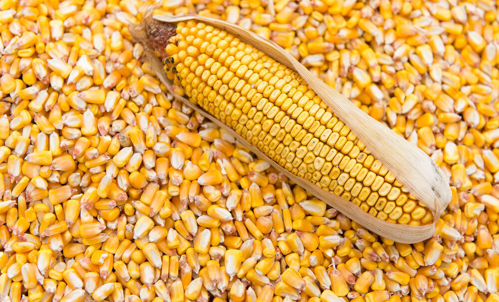 گزارش رسمی هزاران تن ذرت آلوده