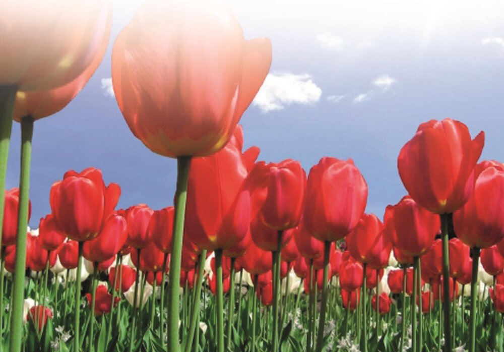 یادواره ۴۰ شهید حمل و نقل استان یزد برگزار می‌شود
