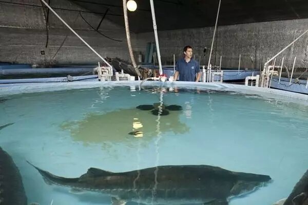 طرح پرورش ماهیان خاویاری در خوزستان آغاز شد
