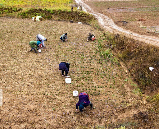 ۱۵۰۰میلیارد تومان خسارت به بخش  جنوب کرمان
