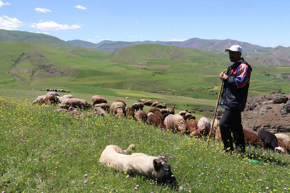 تولید بیش از ۱۳۰۰۰ تن گوشت قرمز توسط عشایر کرمانشاه
