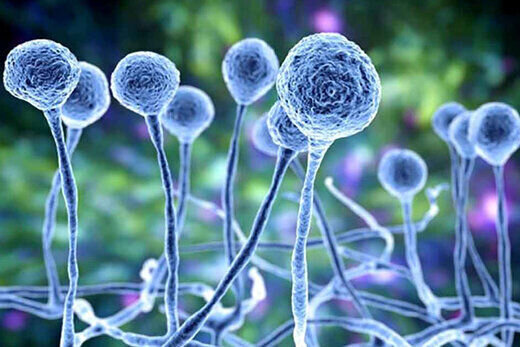 قارچ سیاه در کردستان چهار قربانی گرفت
