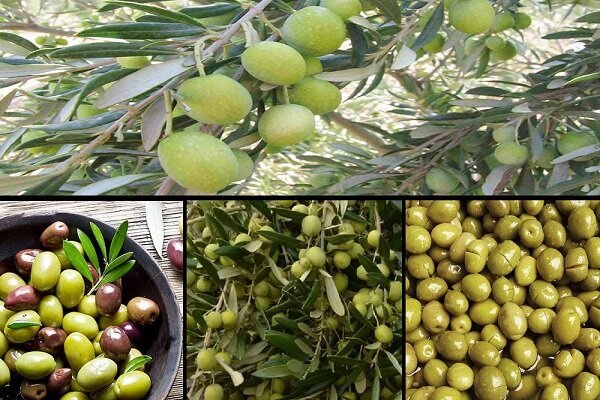 قیمت هر شیشه روغن زیتون ۱۵۰ هزار تومان 