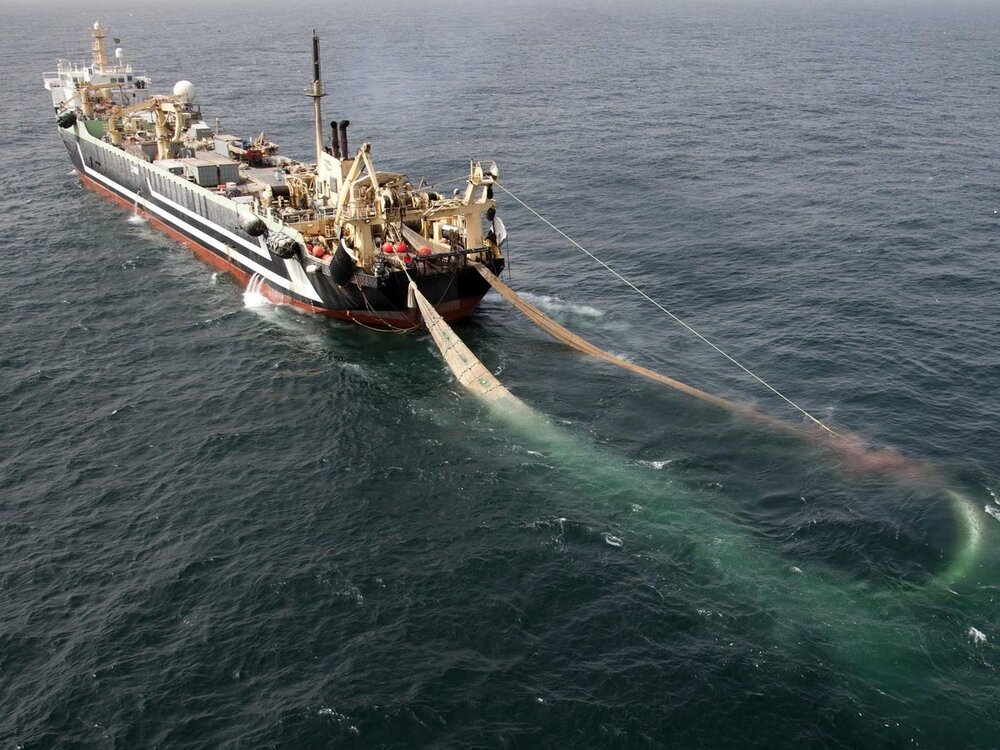 صید ترال در آب‌های جنوبی کشور همچنان ادامه دارد