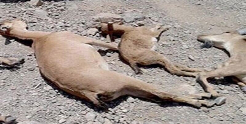 رد پای طاعون در حیات وحش خراسان شمالی
