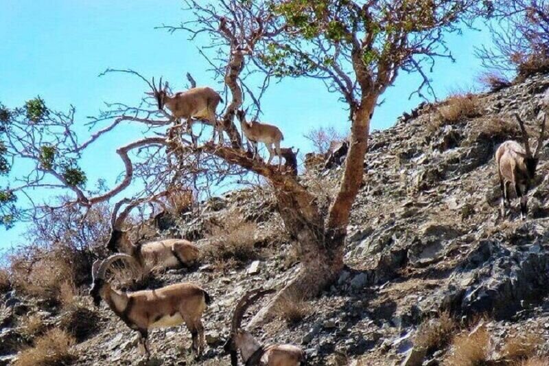 موردی از ابتلای حیات وحش استان اردبیل به طاعون مشاهده نشد
