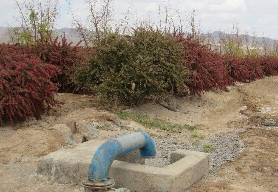 خرید حمایتی زرشک از هفته آینده در خراسان جنوبی
