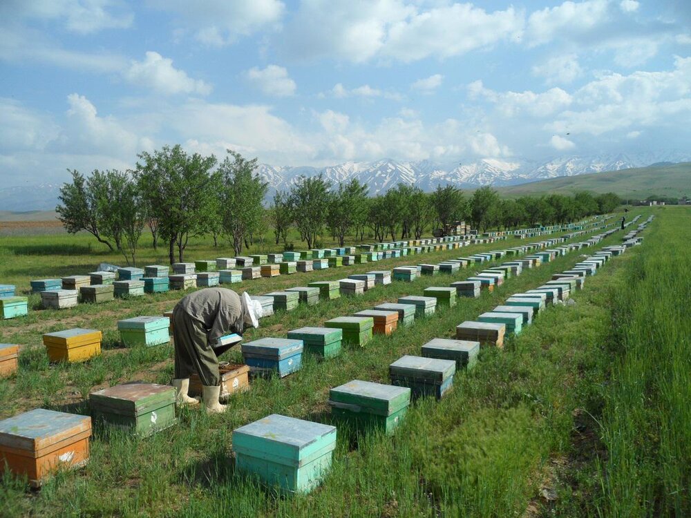 زنبورداران ملزم به رعایت فاصله از زنبورستان های مجاور هستند