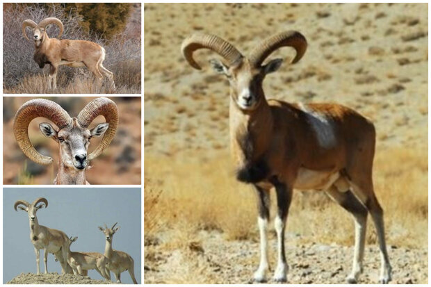 کوچکترین قوچ دنیا فرصتی برای اکوتوریسم
