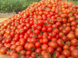 افزایش قیمت گوجه فرنگی، پیاز و سیب زمینی