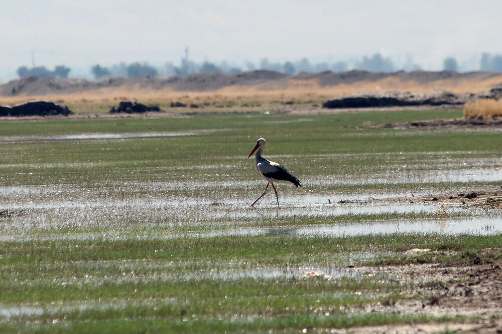 تالاب «آق‌گل و چم‌شور» خشک شدند
