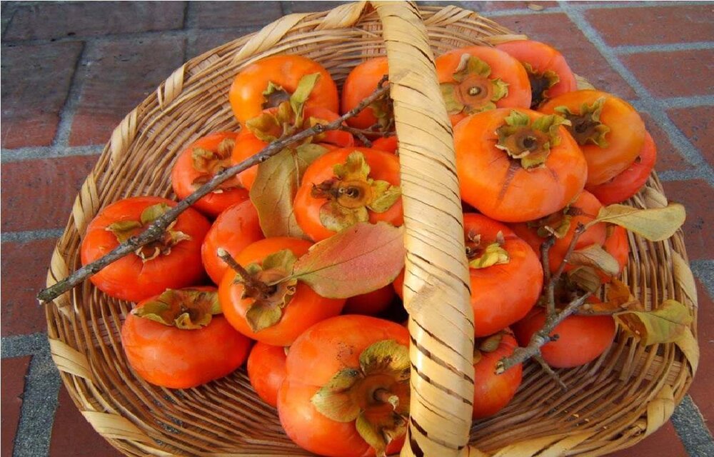 مصرف زیاد خرمالو علت شایع انسداد معده و روده در شمال کشور مطرح شد