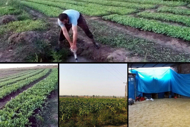 توتون گلستان گرفتار انحصارگران
