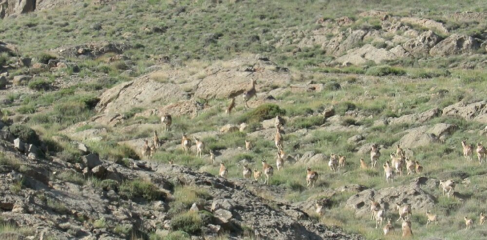 نگرانی مردم استان مرکزی درباره حیات وحش کوهستان اردهال