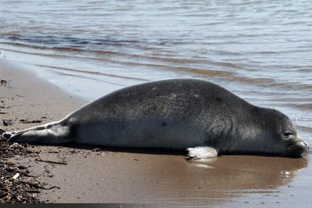 ۱۵هزار هکتاراز تالاب میانکاله خشک شد
