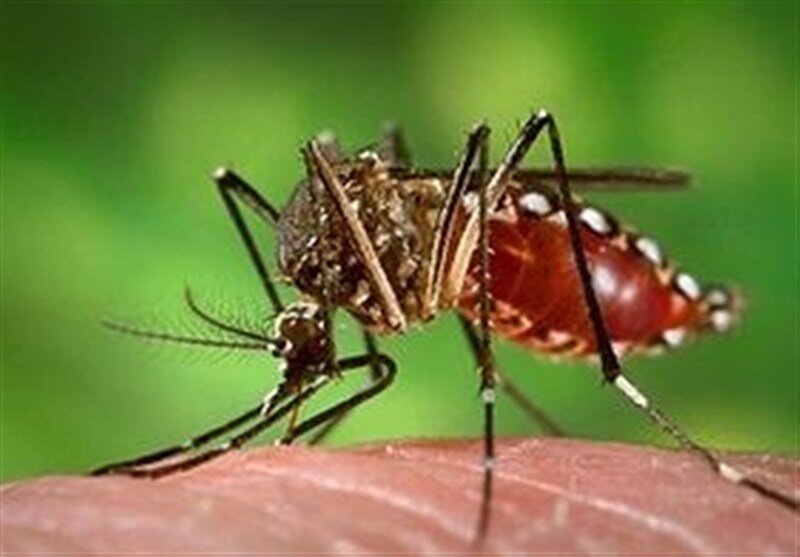 پشه آئدس در بندرعباس مشاهده شد
