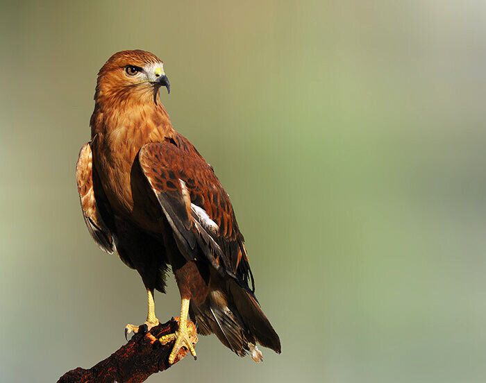 یک بهله سارگپه مصدوم تحویل محیط بانان البرز شد

