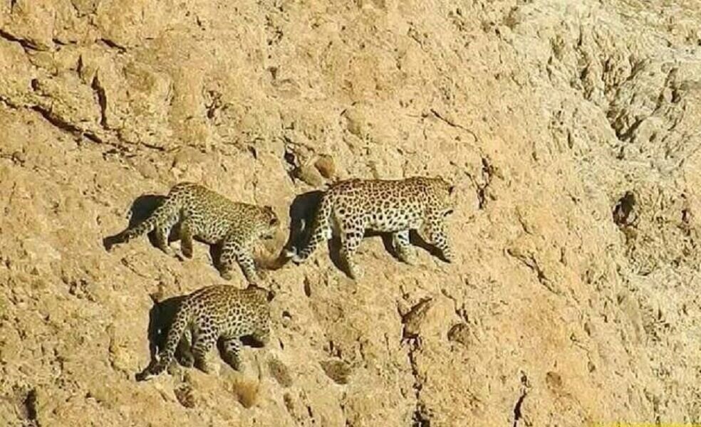 مشاهده پلنگ مادر به همراه سه توله‌اش در ساریگل اسفراین 
