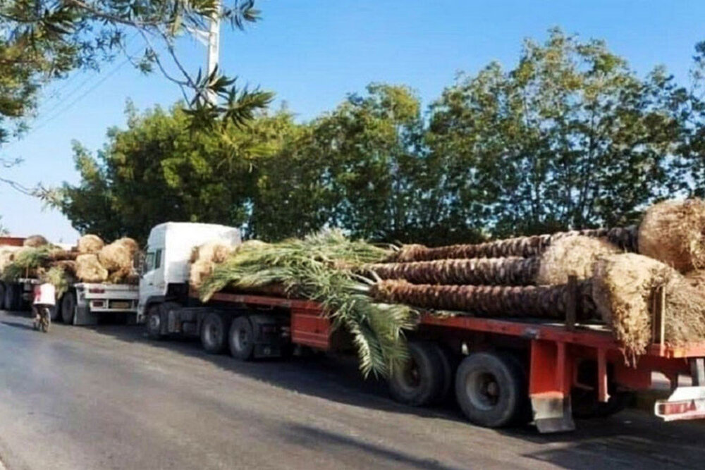 جاعل اسناد گواهی بهداشت‌ نخل‌ها به دادستانی‌ معرفی شد