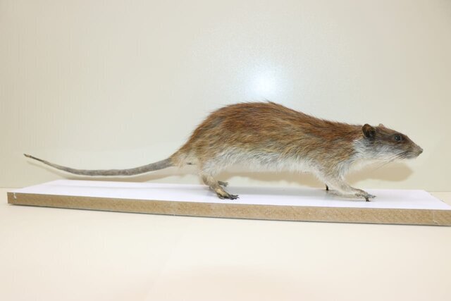 "موش دم بلند میان رودان" در هورالعظیم ثبت شد