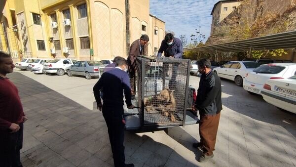 کفتار مصدوم در کرمانشاه برای مداوا راهی تهران شد