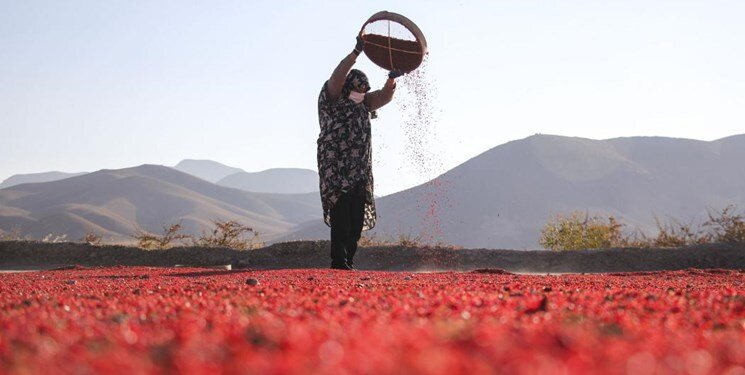 آغاز خرید حمایتی زرشک از هفته آینده