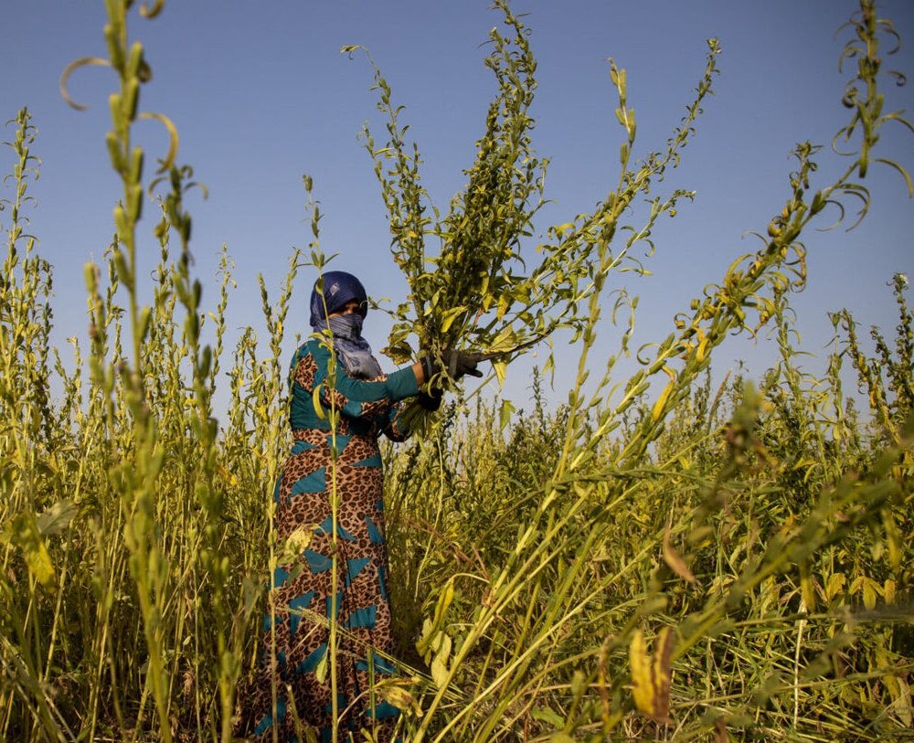 برداشت هزار و ۵۰۰ تن دانه روغنی کنجد از مزارع خوزستان 