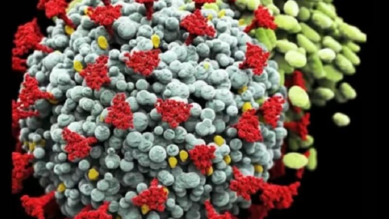 پیش‌بینی برای همه‌گیری موج جدید کرونا در کشور زود است