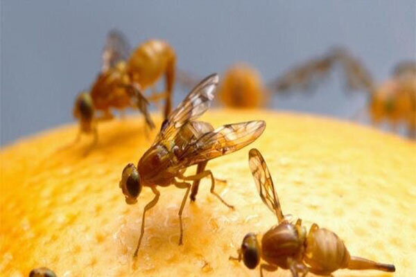 خسارت‌زاترین نوع مگس میوه مدیترانه‌ای در سیاهو مشاهده شد
