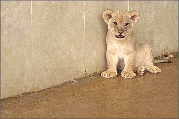 کشف یک قلاده توله شیر از قاچاقچیان در مرز سردشت
