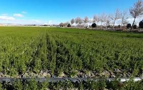 کشت ۲۰۰ هکتار کاملینا در استان همدان
